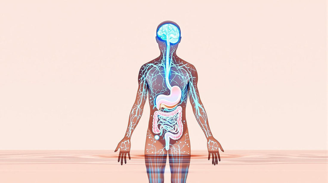Hydration Science: Gut-Brain Axis Explained