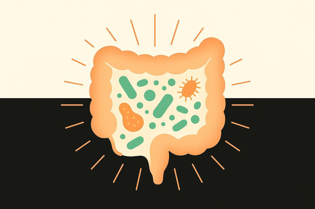 Ultimate Guide to Postbiotics and Immunity