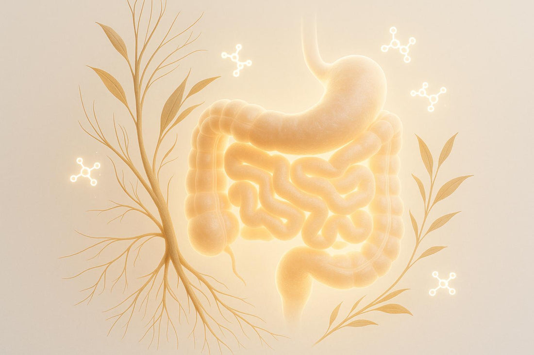 Prebiotics and Short-Chain Fatty Acids: Link to Inflammation