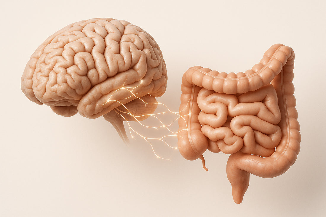 Gut Microbiota and Brain Inflammation: Connection
